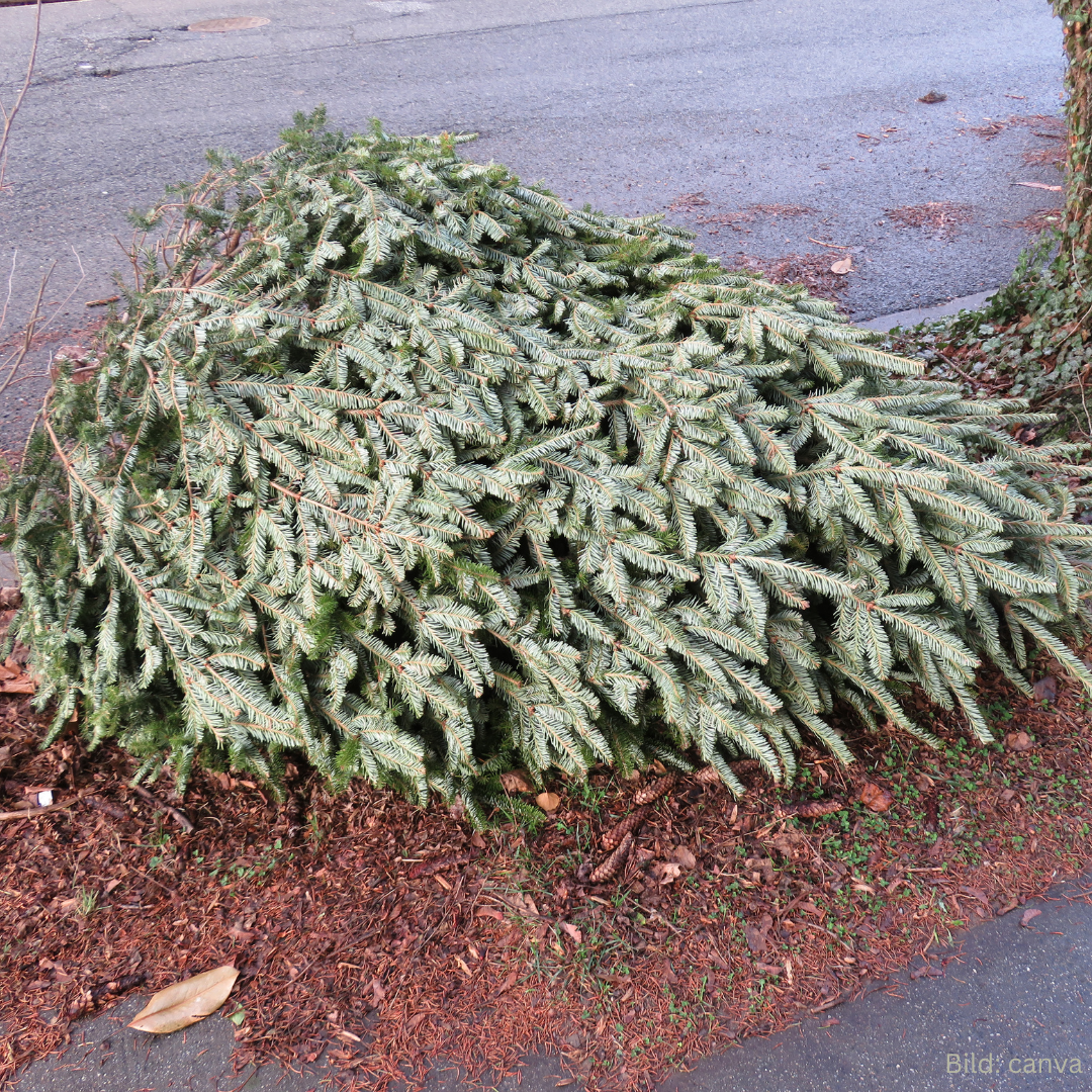 Weihnachtsbaum-Abholung wieder bürgerfreundlich gestalten